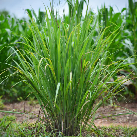 Lemongrass Pioneer