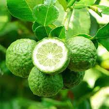 Porch-side Citrus